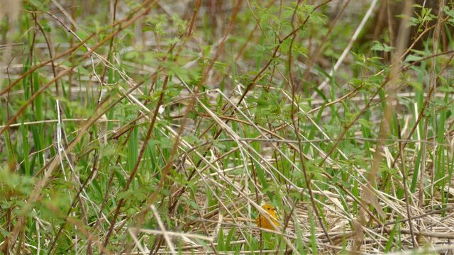 A small yellow bird hops through the bushes and flies away. 