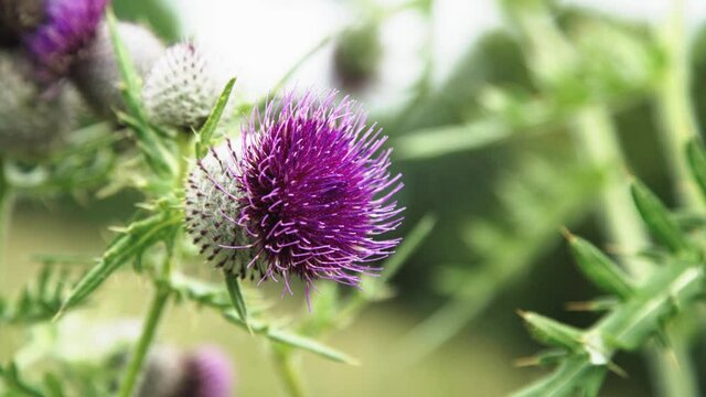 Close up of a bright purple thistle flower in a breezy summer field 4K