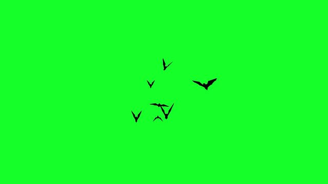 animated bat moving closer to green screen, video overlay.