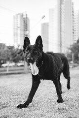 Cachorro pronto para pegar a bolinha