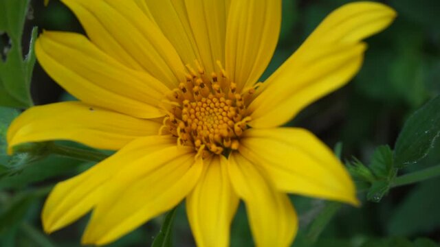 Mexican sunflower (Tithonia diversifolia) with a natural background. Also, use as herbal medicine for diabetes