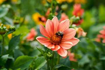Bumblebee on the center of a red dahlia flower that is growing in a flower garden. Flowers fill the photo.
