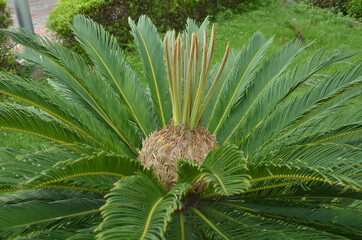 Cycas pectinata plant one of the most attrective plant. commomnly used in parks.