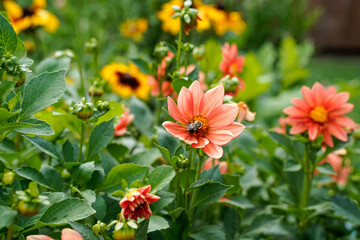 Bumblebee on the center of a red dahlia flower that is growing in a flower garden. Flowers fill the photo.