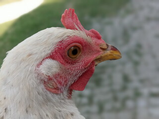 Beautiful white rooster head