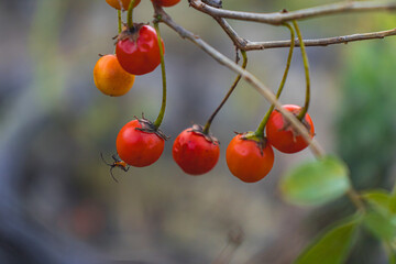 Planta de dulcamara (Solanum dulcamara) con un insecto y rodeada de algunas ramas