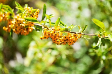 Yellow Berries on Branche