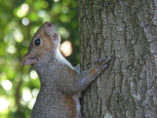 squirrel on a tree