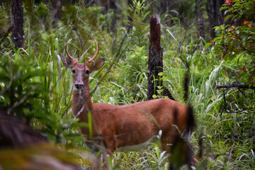 young male deer in the grass
