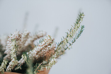 Close up of heather flowers with selective focus