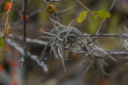 Planta de heno (Tillandsia recurvata) en una rama rodeada de algunas plantas y hojas.