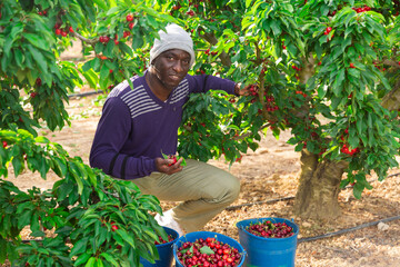 African hard working male picking cherries at cherry garden.