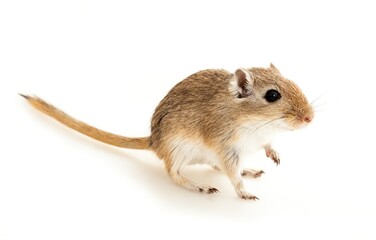 Brown Gerbil
