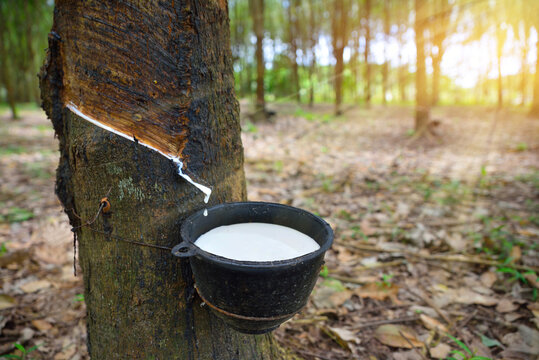 Close-up bowlful of Natural rubber latex trapped from rubber tree.