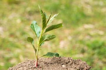 アーモンドの幼木