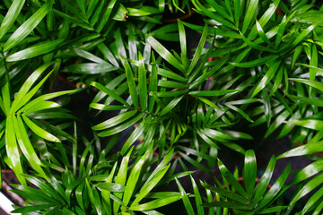 Close-up on the leaves of a bamboo palm (chamaedorea seifrizii) of indoor plants, green leaves of...