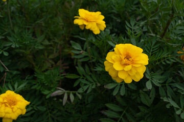 Yellow cosmos flower in dull sun light