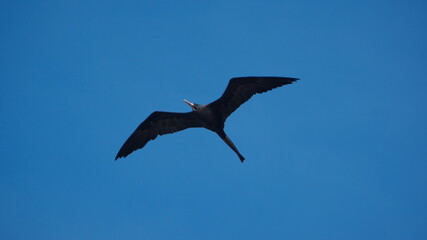 Magnificent frigatebird (Fregata magnificens) flying above the beach in Las Penas, Ecuador