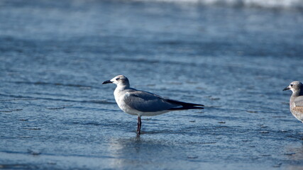 Laughing gull (Leucophaeus atricilla) wading on the beach in Las Penas, Ecuador