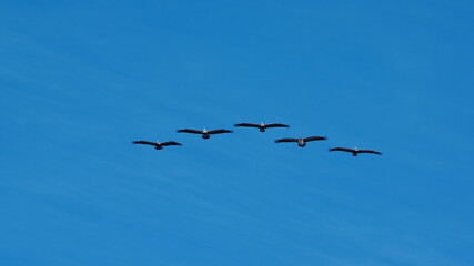 Flock of Brown pelicans (Pelecanus occidentalis) flying above the beach in Las Penas, Ecuador