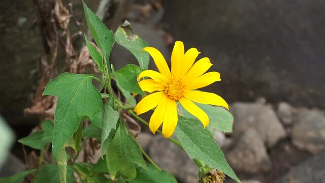 Mexican sunflower (Tithonia diversifolia) with a natural background. Also, use as herbal medicine for diabetes
