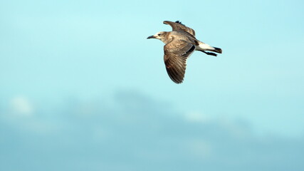 Laughing gull (Leucophaeus atricilla) in flight in Las Penas, Ecuador