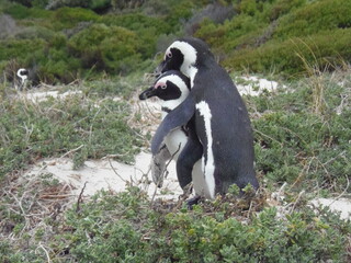 Love is on the beach
