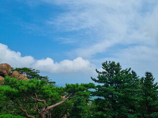 Cloudy blue sky with top of the forest trees
