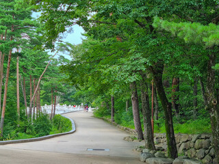 beautiful garden path with green leaves