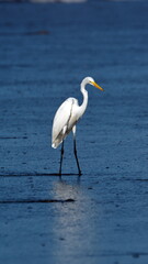 Great egret (Ardea alba) on the beach in Las Penas, Ecuador