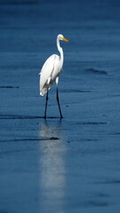 Great egret (Ardea alba) on the beach in Las Penas, Ecuador