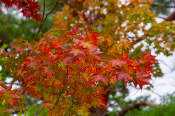 red maple tree red maple leaves