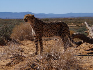 cheeta
