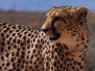 cheeta