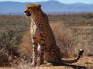 cheeta