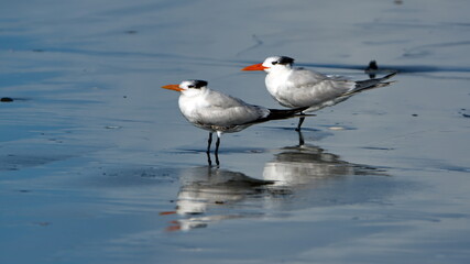 Royal terns (Thalasseus maximus) on the beach in Las Penas, Ecuador