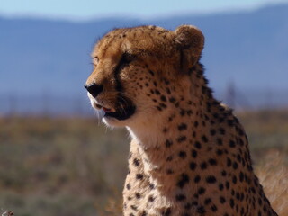 cheeta