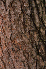 bark of a tree