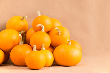 Festive autumn decor of pumpkins on a solid background. Thanksgiving or Halloween day concept. Autumn composition with copy space