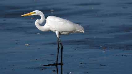 Great egret (Ardea alba) on the beach in Las Penas, Ecuador