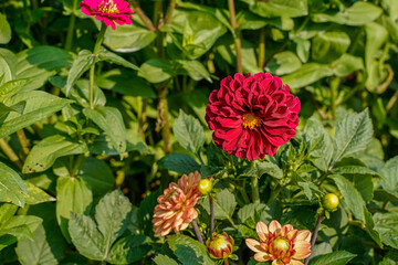 Bright red, multi layered dahlia flower growing in a flower garden.