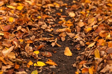 Fall leaves on the ground
