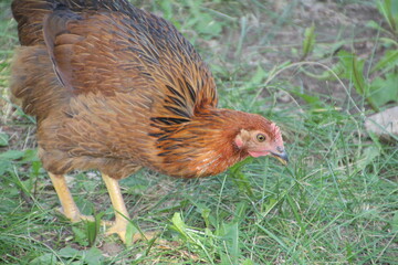 Chicken Looking Around, Fort Edmonton Park, Edmonton, Alberta
