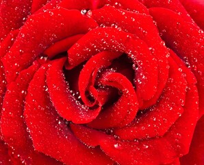 Closeup of red rose with water droplets