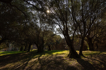 Small forest in Villa Adriana, Tivoli