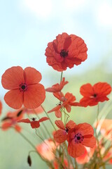 In the spring, red poppies bloom in the field.