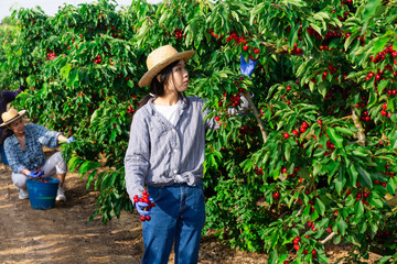 Asian young woman working at the cherry farm