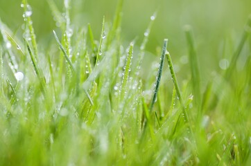 Grass with Dew Background