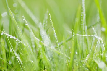 Grass with Dew Background