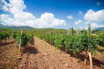 Fototapeta na wymiar Beautiful Vineyards on The Background of Mountains